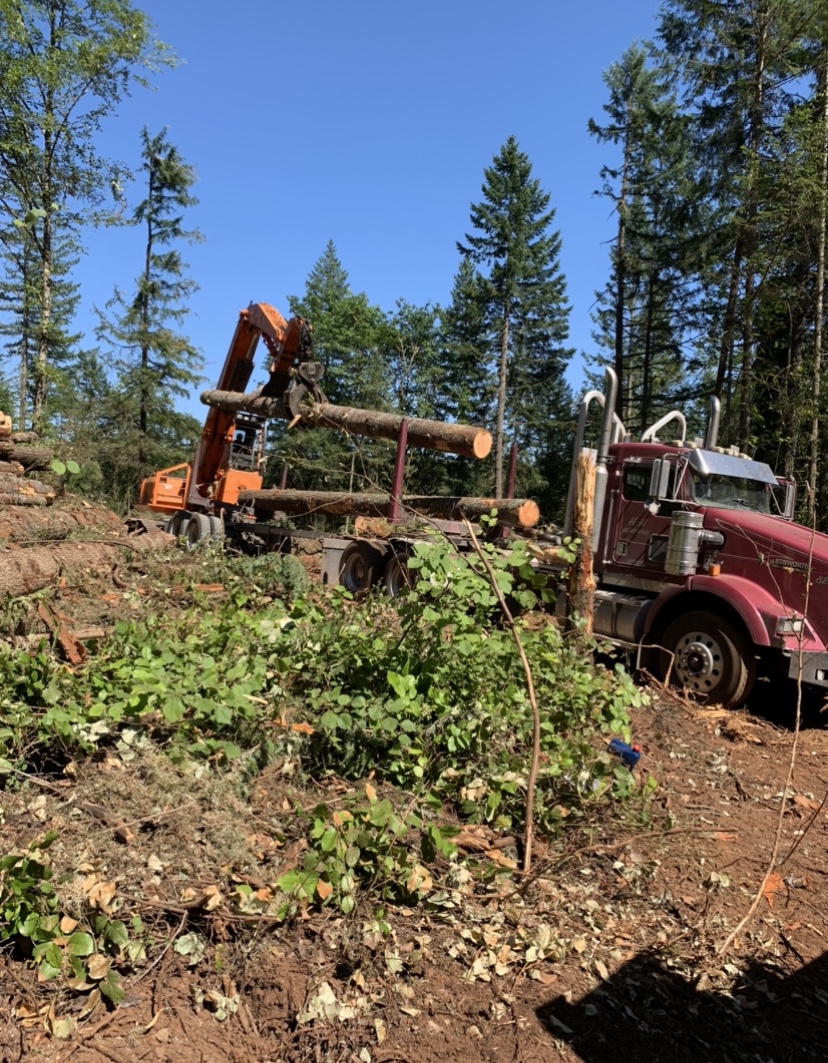 Nate's Logging LLC: Service Image-15 Nate's Logging LLC: Service Image-15