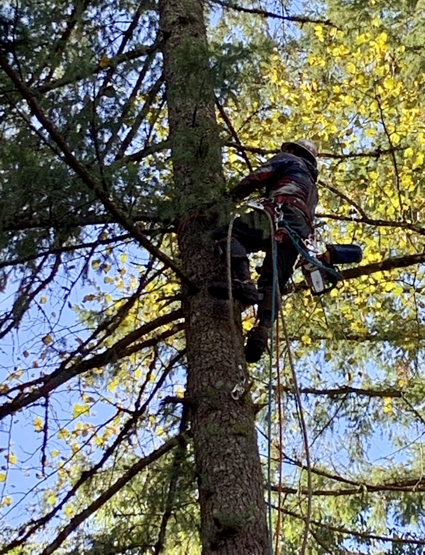 Nate's Logging LLC: Service Image-16